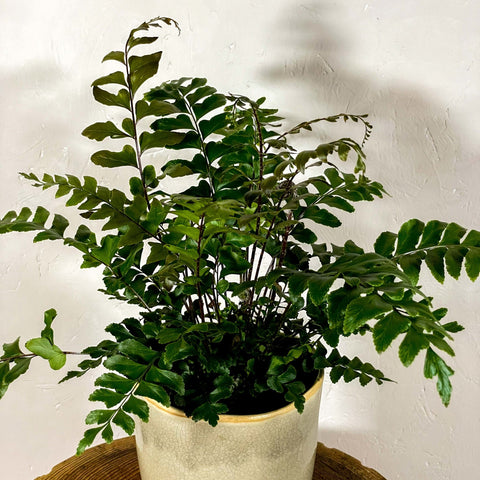 Woodland Fern - Pteris - Sprouts of Bristol
