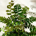 Woodland Fern - Pteris - Sprouts of Bristol