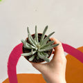 Woolly Senecio - Caputia scaposus - Sprouts of Bristol