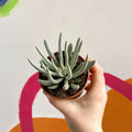 Woolly Senecio - Caputia scaposus - Sprouts of Bristol
