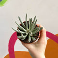 Woolly Senecio - Caputia scaposus - Sprouts of Bristol