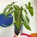 Xanthosoma lindenii - Caladium lindenii - Sprouts of Bristol