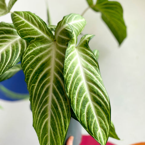 Xanthosoma lindenii - Caladium lindenii - Sprouts of Bristol