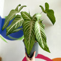 Xanthosoma lindenii - Caladium lindenii - Sprouts of Bristol