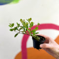 xCodonatanthus 'Tambourine' - Welsh Grown - Sprouts of Bristol