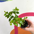 xCodonatanthus 'Tambourine' - Welsh Grown - Sprouts of Bristol