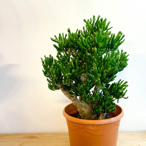 XL Jade Plant - Crassula ovata 'Gollum' - Sprouts of Bristol
