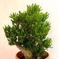 XL Jade Plant - Crassula ovata 'Gollum' - Sprouts of Bristol