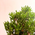 XL Jade Plant - Crassula ovata 'Gollum' - Sprouts of Bristol