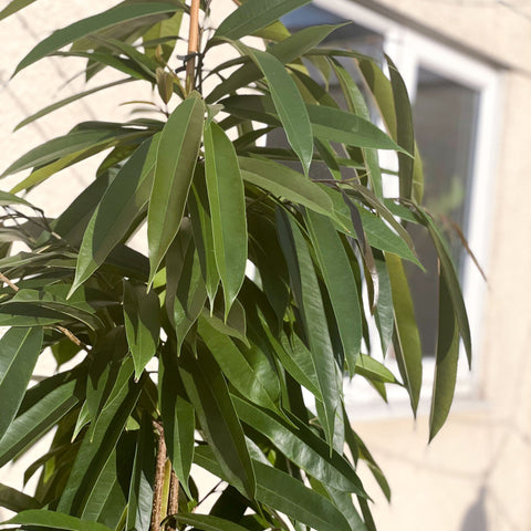 XL Narrow Leafed Fig - Ficus Binnendijkii 'Amstel King' - Sprouts of Bristol