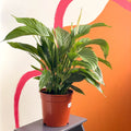 XL Peace Lily - Spathiphyllum 'Silver Cupido' - Sprouts of Bristol