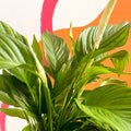 XL Peace Lily - Spathiphyllum 'Silver Cupido' - Sprouts of Bristol