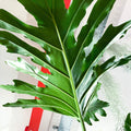 XL Philodendron bipinnatifidum - Sprouts of Bristol