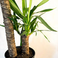 XL Yucca - Yucca filamentosa - Sprouts of Bristol