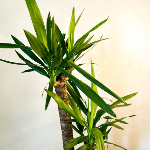 XL Yucca - Yucca filamentosa - Sprouts of Bristol