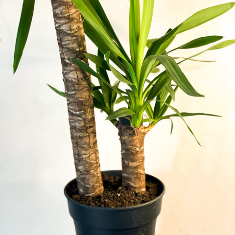 XL Yucca - Yucca filamentosa - Sprouts of Bristol