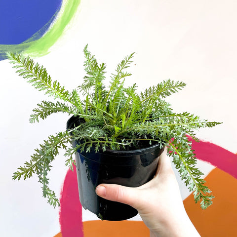 Yarrow - Achillea millefolium 'Sassy Taffy' - British Grown Herbaceous Perennial - Sprouts of Bristol