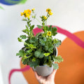 Yellow Avens - Geum 'Lady Stratheden' - Sprouts of Bristol