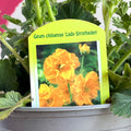 Yellow Avens - Geum 'Lady Stratheden' - Sprouts of Bristol
