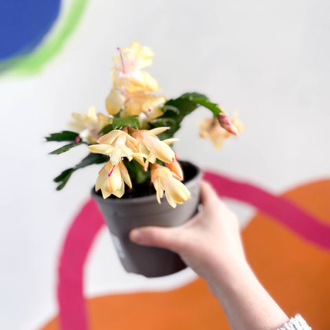 Yellow Christmas Cactus - Schlumbergera truncata 'Kime Dancer' - British Grown - Sprouts of Bristol