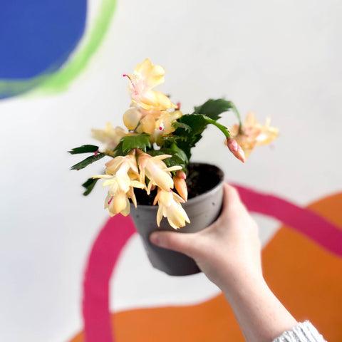 Yellow Christmas Cactus - Schlumbergera truncata 'Kime Dancer' - British Grown - Sprouts of Bristol