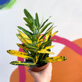 Yellow Croton - Codiaeum variegatum - Sprouts of Bristol