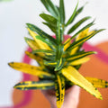 Yellow Croton - Codiaeum variegatum - Sprouts of Bristol
