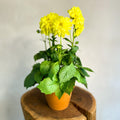 Yellow Dahlia 'Royal' - Sprouts of Bristol