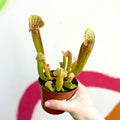Yellow Pitcher Plant - Sarracenia flava - Sprouts of Bristol