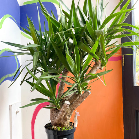 Yucca elephantipes - British Grown - Sprouts of Bristol