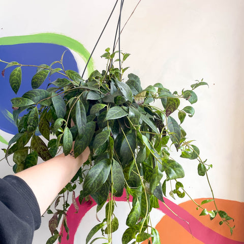 Zebra Lipstick Plant - Aeschynanthus marmoratus - Sprouts of Bristol