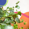 Zebra Lipstick Plant - Aeschynanthus marmoratus - Sprouts of Bristol