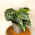 Zebra Plant - Aphelandra squarrosa - Sprouts of Bristol