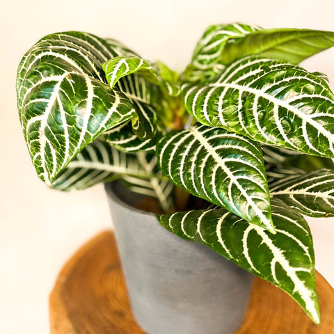 Zebra Plant - Aphelandra squarrosa - Sprouts of Bristol
