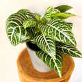 Zebra Plant - Aphelandra squarrosa - Sprouts of Bristol