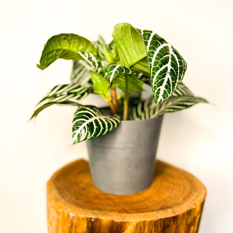 Zebra Plant - Aphelandra squarrosa - Sprouts of Bristol