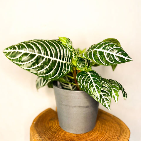 Zebra Plant - Aphelandra squarrosa - Sprouts of Bristol