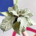 Zebra Plant - Aphelandra squarrosa 'White Wash' - Sprouts of Bristol