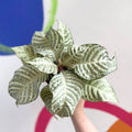 Zebra Plant - Aphelandra squarrosa 'White Wash' - Sprouts of Bristol