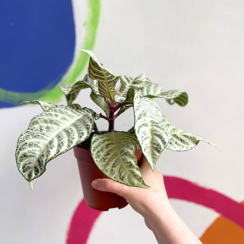 Zebra Plant - Aphelandra squarrosa 'White Wash' - Sprouts of Bristol