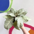 Zebra Plant - Aphelandra squarrosa 'White Wash' - Sprouts of Bristol