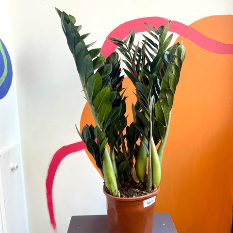ZZ Plant - Zamioculcas zamiifolia 'Super Nova' - Sprouts of Bristol