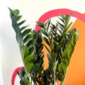 ZZ Plant - Zamioculcas zamiifolia 'Super Nova' - Sprouts of Bristol