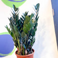 ZZ Plant - Zamioculcas zamiifolia 'Super Nova' - Sprouts of Bristol